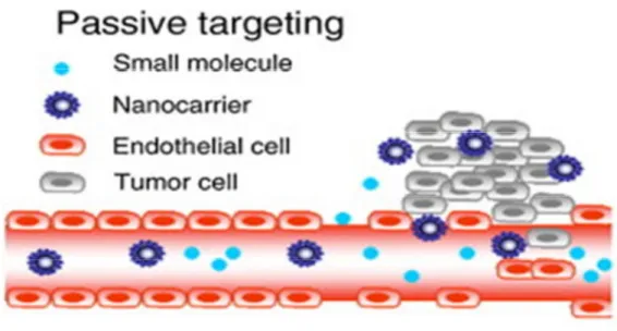 Figura 6 Alterazione della permeabilità dei vasi dell’endotelio tumorale. Meccanismo di targeting  passivo delle nanoparticelle [Danhier et al., 2010] 