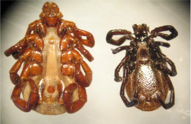 Fig. 6. Zecche appartenenti al genere Rhipicephalus (sinistra) e Ixodes (destra). 