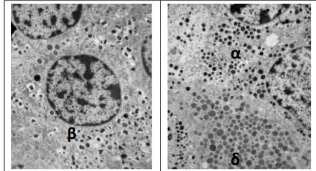 Figura 2 - Immagini di cellule endocrine insulari ottenute mediante microscopia elettronica