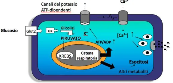 Figura 4- Meccanismo di secrezione dell’insulina nella cellula beta                                              (P.Marchetti et al., Regulatory Peptides, 2008) 