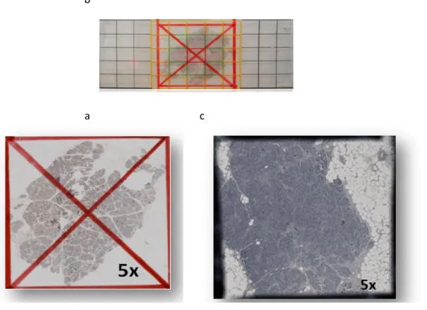 Figura 10 - a) metodo delle diagonali per individuare il punto centrale della sezione  b) applicazione della griglia sul vetrino; c) area di 16mm 2