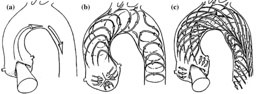Figura 2.8: Rappresentazione delle strutture elicoidali in diversi istanti del battito cardiaco [40].