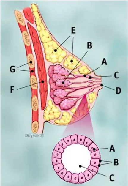 Figura 2 (Profilo) A: dotti; B: lobuli;  C: sezione dilatata del dotto per la ritenzione del latte; D: capezzolo; E: tessuto  lipidico;  F:  muscolo  pettorale  maggiore;  G:  Coste e  cassa  toracica