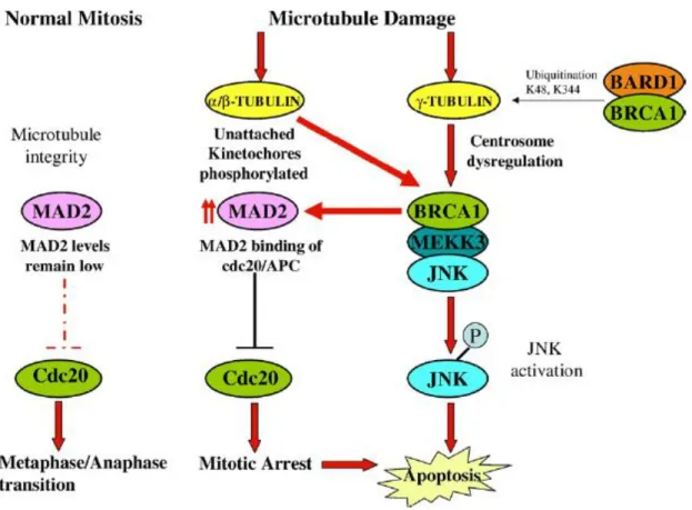 Figura 11 Potenziali meccanismi della regolazione che esercita BRCA1 sulla risposta al danno sui microtuboli (Mullan,  Gorski et al