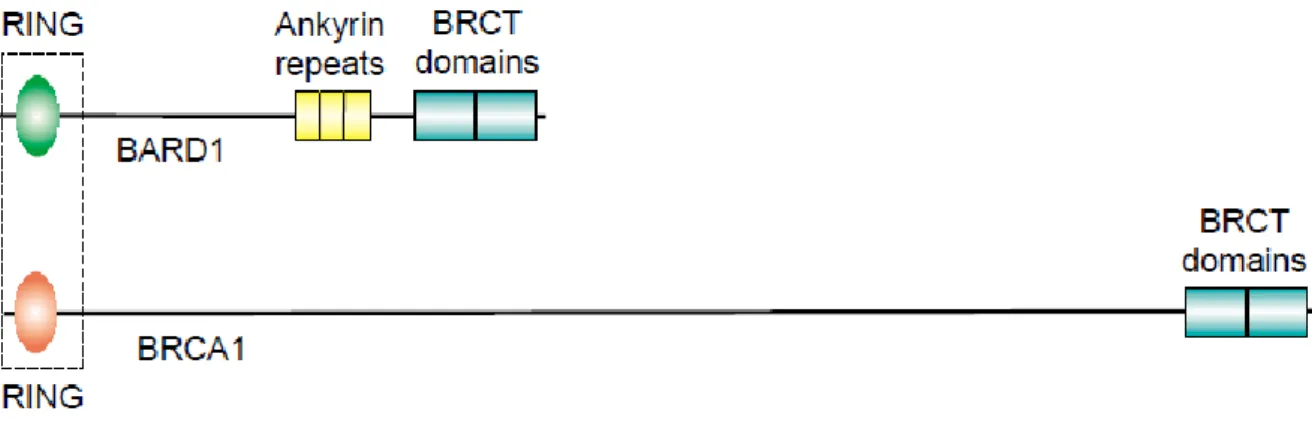 Figura  13 Rappresentazione  dei  domini  funzionali  di  BARD1.  L’interazione  con  BRCA1  è  a  carico  del  dominio  RING  (Baer and Ludwig 2002)