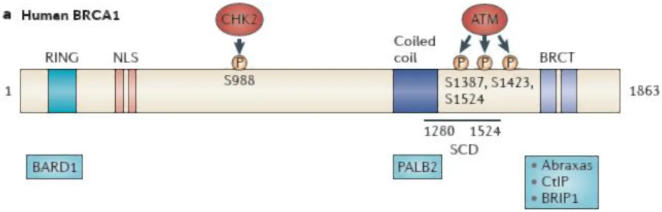 Figura  15 BRCA1  possiede  un  dominio  RING  con  il  quale  interagisce  con  BARD1