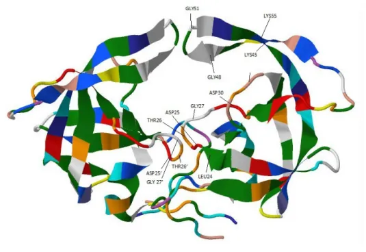 Figura 2.9: Strutture della proteasi di HIV-1, con evidenziati i diversi amminoacidi. Si pu` o vedere la regione dei flap (residui 45 − 55), quella del sito attivo (residui 24 − 30) e la triade catalitica Asp25, Thr26, Gly27