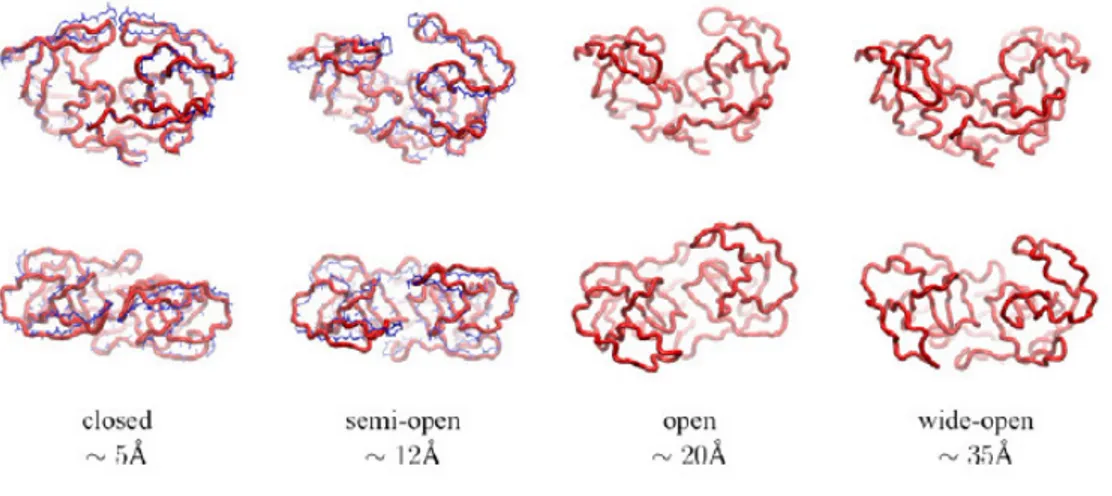 Figura 3.3: Stati conformazionali della proteasi. Le strutture rosse sono prese dalla simulazione NVT, quelle blu sono strutture cristallografiche blue (codice PDB: 1HHP e 1TW7 rispettivamente per le conformazioni chiusa e semi-aperta)