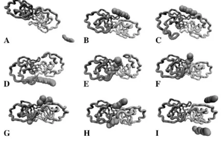 Figura 3.4: Serie di immagini del processo di legame, taglio e rilascio di un substrato ad opera della proteasi