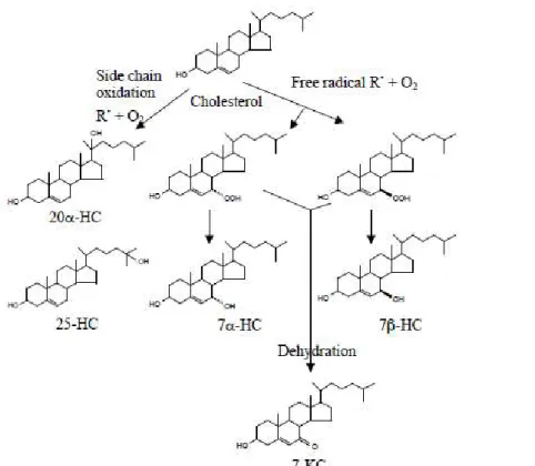 Figura  11.  Reazioni  di  autossidazione  del  colesterolo:  formazione  di  idroperossidi  7α-idroperossicolesterolo  (7α α α-HC),  7ββββ- α idroperossicolesterolo (7ββββ-HC) e 7-cheetocolesterolo (7-KC)
