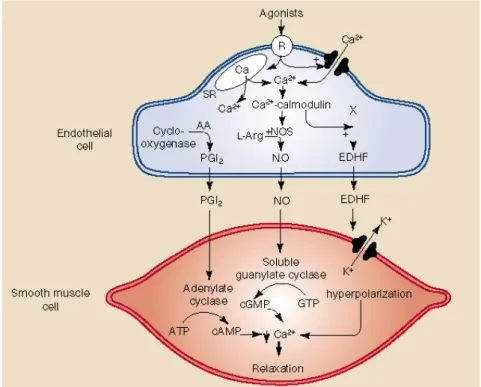 Figura 1.2 Meccanismo d’azione di NO, EDHF, PGI 2  sulla cellula muscolare liscia.  