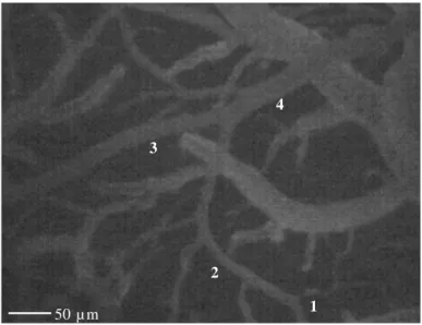 Figura  3.1.  Visualizzazione  in  microscopia  in  fluorescenza  del  microcircolo  piale  con  i  diversi  ordini  arteriolari
