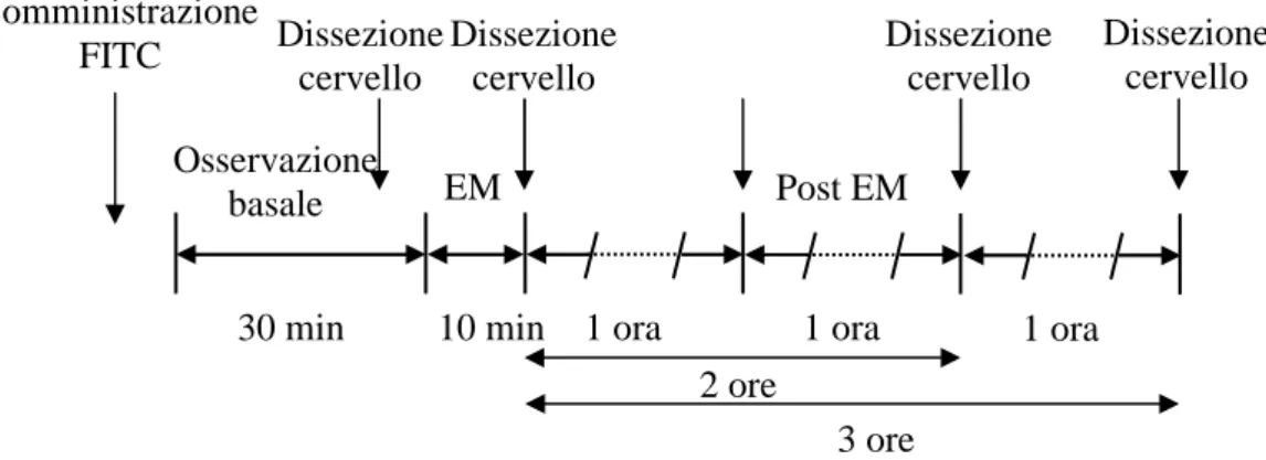 Figura 3.4: Protocollo sperimentale utilizzato per l’analisi dell’espressione  genica