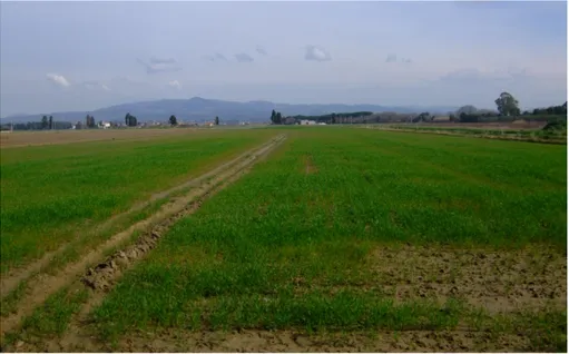 Figura 4: Vista dell'area agricola a nord del fiume.