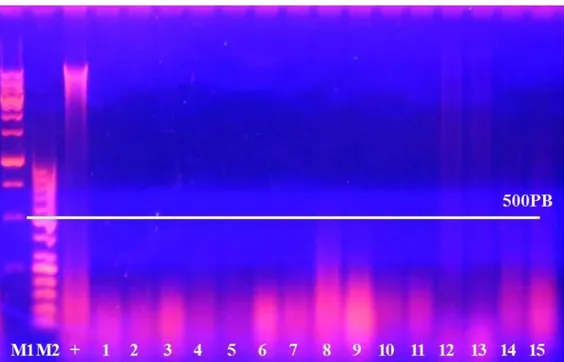 Fig  7.1  corsa  del  DNA  totale  ottenuto  da  alcuni  campioni  commerciali  :    M1-  SHARPMASS1kb;  M2  - -SHARPMASS50BP  1.PC-2;  2.PC-3;  3.PC-6;  4.PC-11;  5.PC-12;  6.PC-15;  7.PC-27;  8.PC-17;  9.PC-13; 