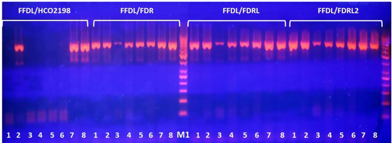 Fig 7.2: performance di amplificazione dei primer degenerati per l’amplificazione del frammento del gene  COI mitocondriale individuato dai primer Folmer
