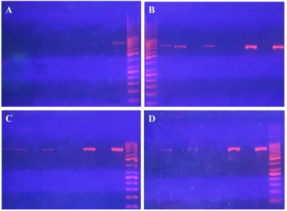Fig.  7.3:  Corsa  elettroforetica  (Gel  di  agarosio  al  2%)  di  prodotti  di  PCR  relative  alle  prove  di  amplificazione in presenza di concentrazioni crescenti di BSA