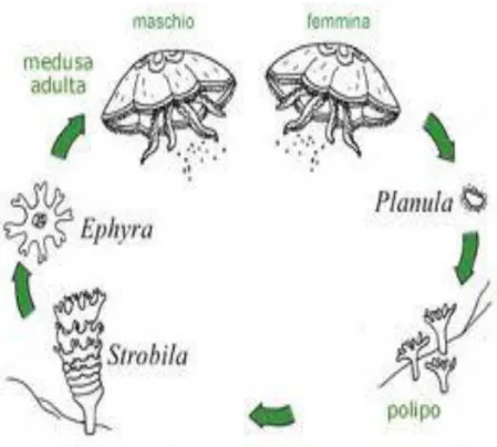 Fig 1.4:rappresentazione grafica del ciclo biologico. Immagine tratta da  www.riservamarinamiramare.it 