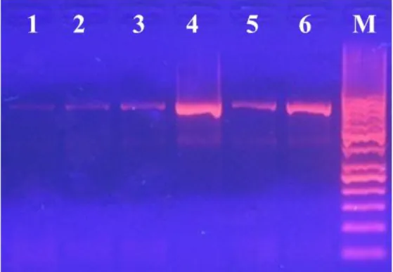 Fig 7.5: Effetti dei pretrattamento sull’amplificazione del frammento di Folmer (709pb) su DNA estratto da  PC