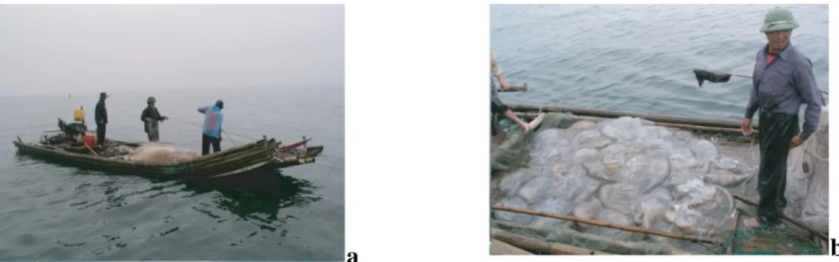 Fig. 2.1: Pesca di Rhopilema hispidum lungo le coste di Thanh Hoa, Vietnam; a) un peschereccio recupera  una rete; b) peschereccio pieno di meduse