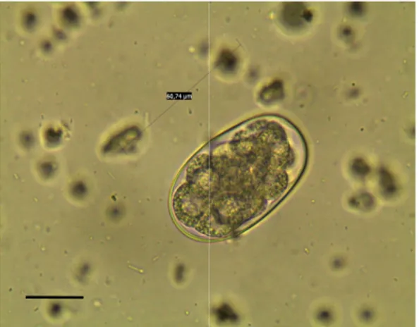 Fig. 2. Ancylostomatidae egg Bar = 100 µm
