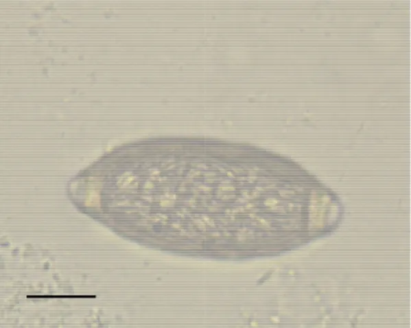Fig. 22 Egg of Eucoleus aerophilus examination). Bar 