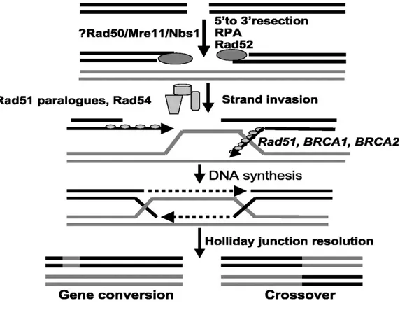 Figura   1:   Pathway   della   ricombinazione   omologa,   i   nomi   delle   proteine  coinvolte e con i due possibili prodotti finali.