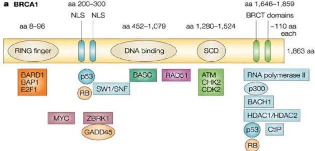 Figura 2: Proteina BRCA1 WT con i diversi domini funzionali e le sue interazioni.