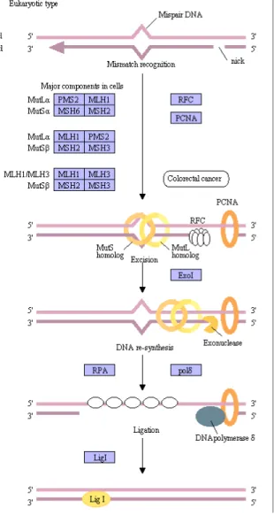 Figura 3: Pathway del mismatch repair negli eucarioti 