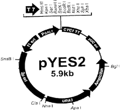 Figura 5: Schema del plasmide pYES2