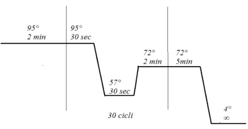 Figura 6: Schema di una procedura di PCR, le tre fasi tra le linee verticali vengono ripetute per 30 volte.