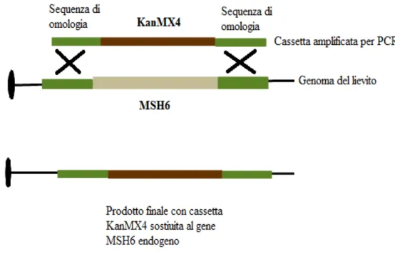 Figura 7: Schema del gene targeting effettuato sul gene MSH6 di lievito con la cassetta KanMX4