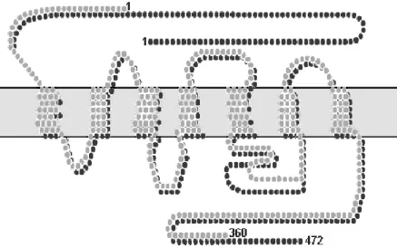 Figure 4. CB 1  and CB 2  receptors structures. 