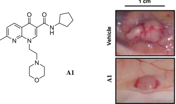 Figure 8. Photographs of a representative vehicle-treated and A1-treated tumor.