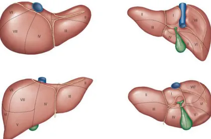 Figure 9:  Representation of the lobes subdivision of the liver in man, looking from different  orientations (Adapted from (Varotti G, 2004))