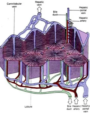 Figure 10:  Representation of the liver vascular system (adapted by  https://courses.stu.qmul.ac.uk/smd/kb/microanatomy/d/alimentary/) 