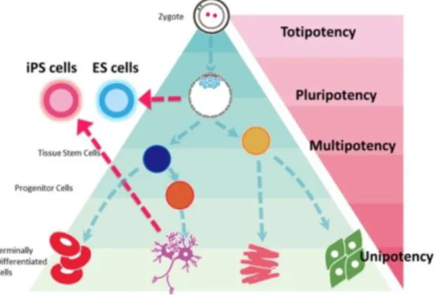 Figure 1:  Hierarchically classification of stemness potential of stem cells. ES; embryonic stem cells,  iPS; induced pluripotent stem cells
