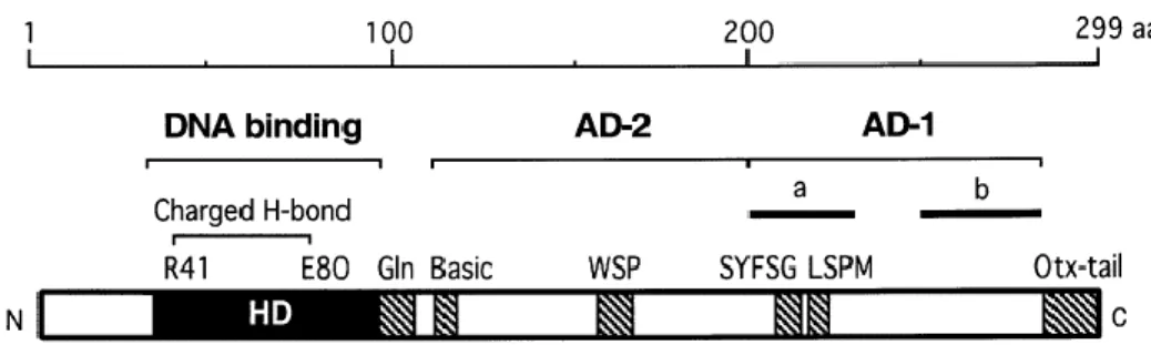 Fig. 3. Scheme of human CRX. HD: homeodomain; Gln: glutamine rich region; Basic: basic  region; AD-2/AD-1: transcriptional activation domains; for AD-1, sub-domains “a” and “b” are  also shown