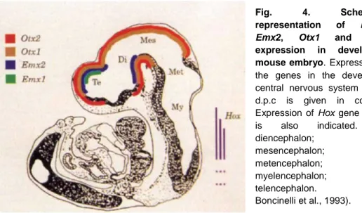 Fig.  4.  Schematic  representation  of  Emx1,  Emx2,  Otx1  and  Otx2  expression  in  developing  mouse embryo
