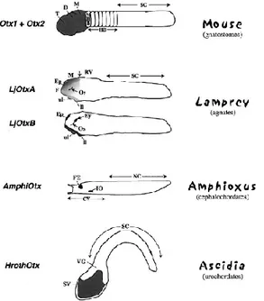 Fig. 5. Schematic representation  of  Otx-related  gene  expression  (grey)  in  some  representative  Protochordates  (Ascidia  and  Amphioxus)  and  Vertebrates  (Lamprey  and  mouse)