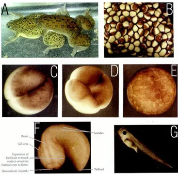 Fig.  6.    Xenopus  laevis.  A:  Mating  frogs,  the  male  grasping  the  female  around  the  belly  and  fertilizing  the  eggs  as  they  are  released