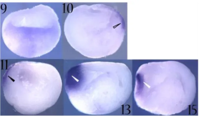 Fig.  7.  Xotx1  expression  as  detected by in situ hybridization  on  bisected  embryos