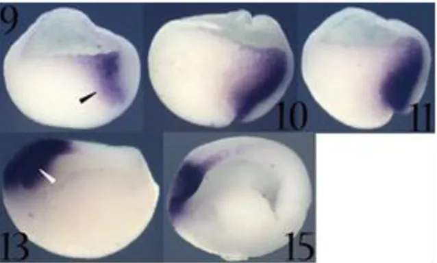Fig.  9.  Xotx2  expression  as  detected by in situ hybridization  on  bisected  embryos