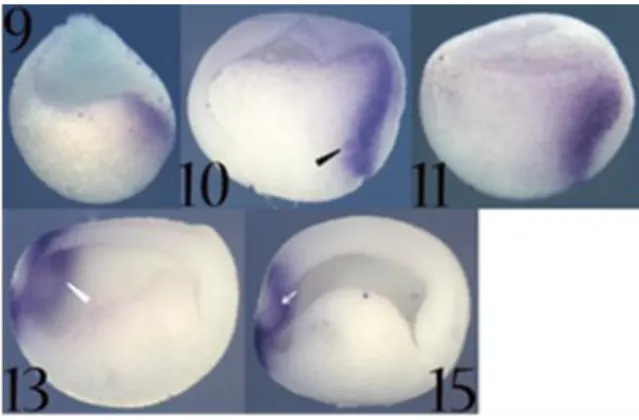 Fig.  12.  Xotx5  expression  as  detected by in situ  hybridization  on  whole  embryos