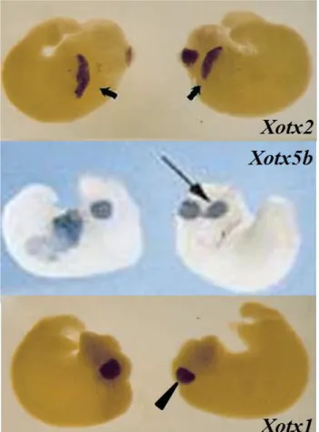 Fig.  15.  Xenopus  laevis  embryos  injected  with  Xotx2,  Xotx1  and  Xotx5b  (Xotx5)  mRNA