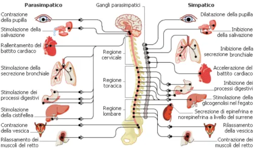 Figura 3.1: Alcuni dei compiti del sistema nervoso autonomo