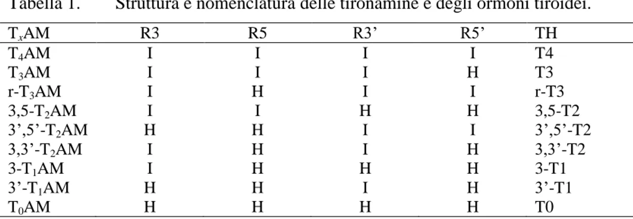 Tabella 1.  Struttura e nomenclatura delle tironamine e degli ormoni tiroidei.  T x AM  R3  R5  R3’  R5’  TH  T 4 AM  I  I  I  I  T4  T 3 AM  I  I  I  H  T3  r-T 3 AM  I  H  I  I  r-T3  3,5-T 2 AM  I  I  H  H  3,5-T2  3’,5’-T 2 AM  H  H  I  I  3’,5’-T2  3,