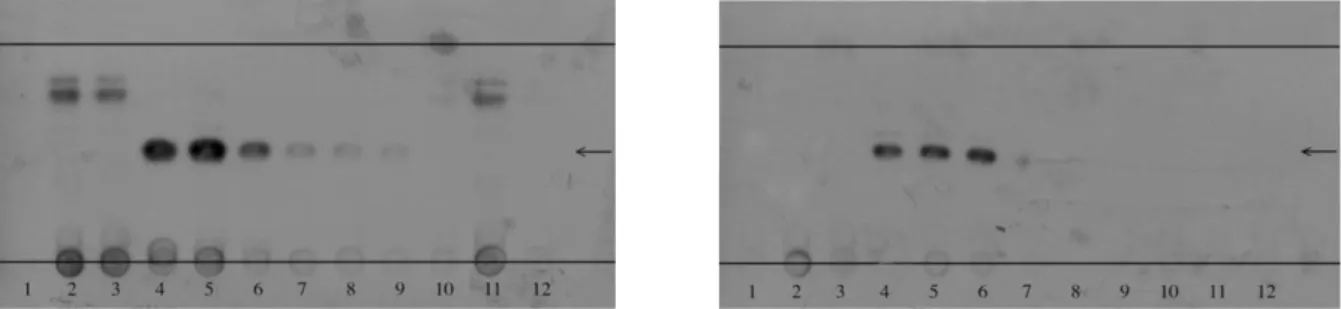 Figura 6:  Autoradiogramma  per  la  conversione  di  T 1 AM  in  TA 1   con  colture  cellulari  HepG2 (a sinistra) e con omogenati di tiroide umana (a destra) [24]