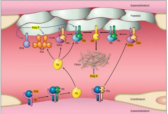 Figura 3. Attivazione del fattore VII in seguito all’esposizione del fattore tissutale da parte  dell’endotelio danneggiato e successive attivazioni del FX e IX da parte del complesso TF-FVIIa  