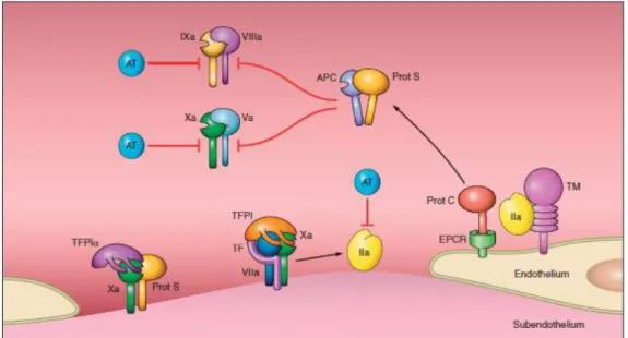 Figura 4. Regolazione del processo coagulativo da parte di aPC/PS, TFPI ed antitrombina   (tratto da Henri H